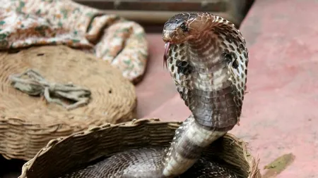 ATERIZARE DE URGENȚĂ pe un aeroport din Africa de Sud. Un șarpe, descoperit în cabina de pilotaj