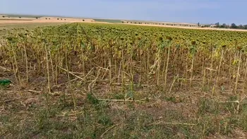 Hectare întregi de porumb și floarea-soarelui, distruse de SECETĂ în Dolj. Nu a mai plouat de mai bine de o lună și jumătate