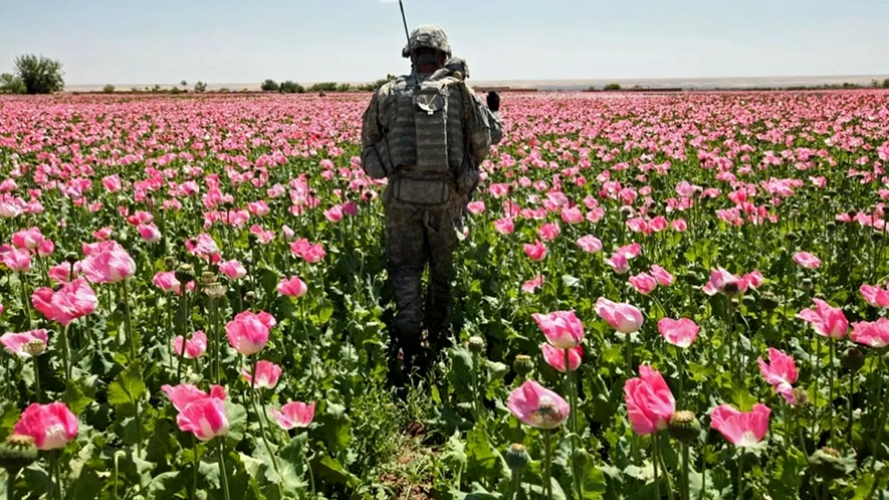 SUA - de veghe în lanul de maci