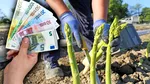 Câți euro câștigă pe oră românii plecați în Germania la cules de sparanghel și căpșuni. Salariile ar putea fi modificate din 2026
