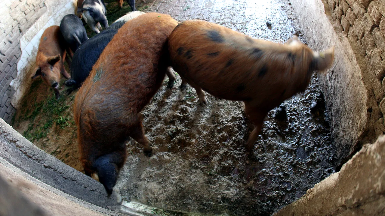 PESTA PORCINĂ a ajuns și în Dâmbovița