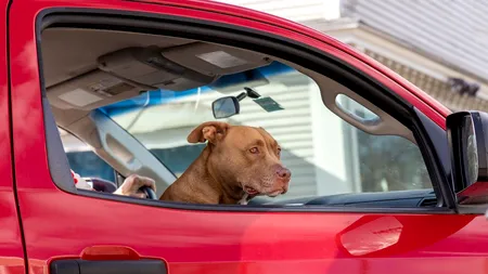 O femeie din Argeș, cercetată penal după ce și-a lăsat CĂȚELUL să moară sufocat de căldură în mașină