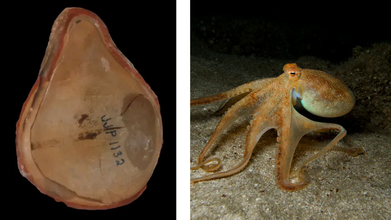 Enigmă de 300 de milioane de ani, elucidată: cea mai bătrână caracatiță din lume s-a dovedit a fi altceva