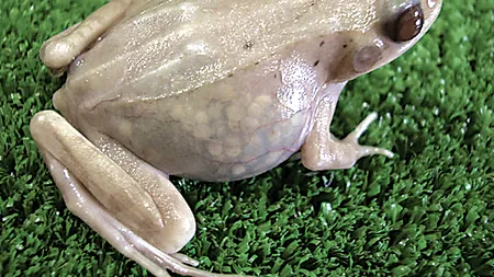 Anumite broaște tropicale aud cu ajutorul gurii