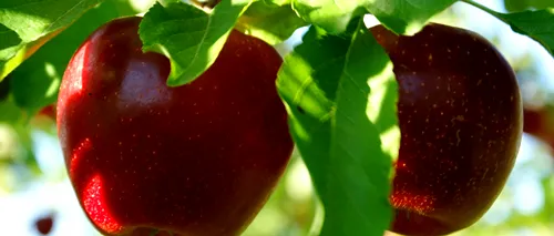 Fructele modificate genetic, aproape de a ajunge în casele noastre. Soiul de mere care nu se strică. VIDEO