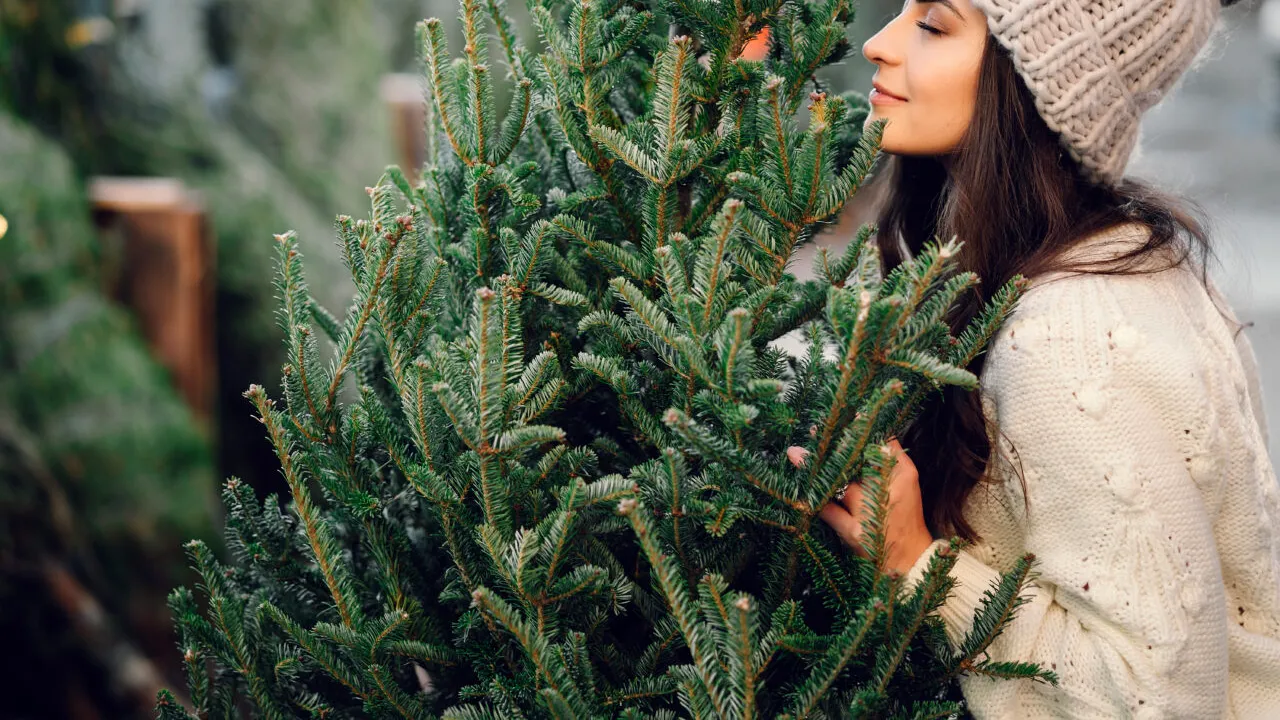 Cum să cumperi cel mai frumos și mai ieftin brad de Crăciun