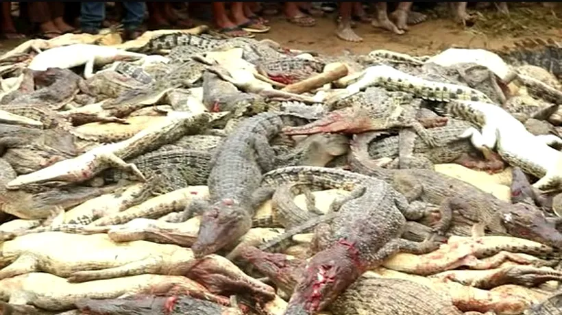 300 de crocodili MASACRAȚI cu bestialitate de o mulțime FURIOASĂ în Indonezia