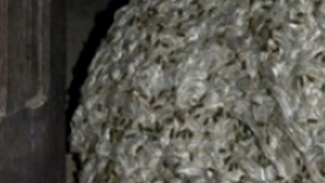 Descoperire rară într-o casă părăsită: „Are 7 metri