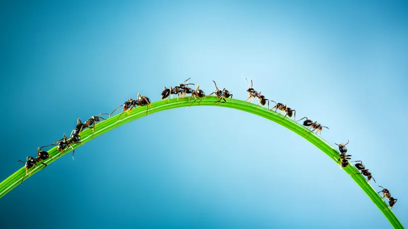 TERAPIE. Peste 1.8 milioane de persoane pretind că sunt furnici. Cel mai ciudat grup de pe Facebook