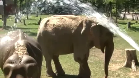 Răsfăț răcoros, în plină caniculă, la ZOO Târgu Mureș. Animalele primesc înghețată sau fructe reci și au parte de dușuri zilnice