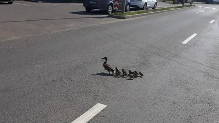 Un polițist de la Rutieră oprește traficul pe o stradă din Oradea pentru a permite unei familii de rațe să traverseze