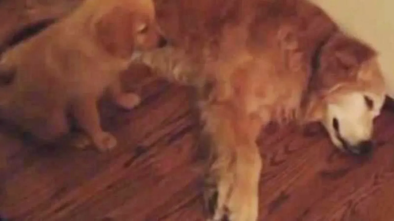 Gestul acestui cățel îți va face ziua mai frumoasă. E dovada că bunătatea nu are granițe