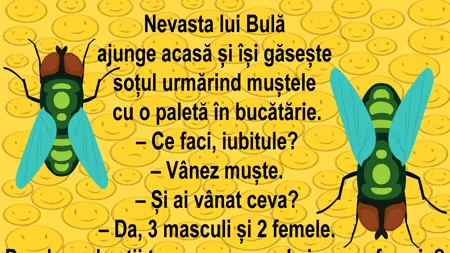 BANCUL ZILEI  | Bulă vânează muște în bucătărie