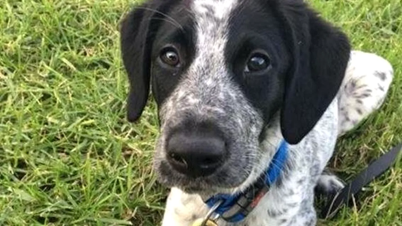 Câine specializat în detectarea explozibililor, omorât de polițiști pentru că scăpase pe pista aeroportului. ''Era doar speriat''