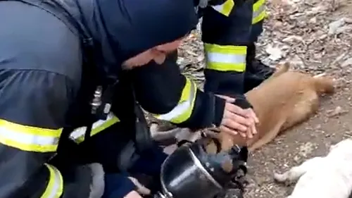 Doi căței și o pisică, resuscitați de pompieri după ce au fost salvați dintr-o casă în flăcări - VIDEO