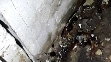 Imagini revoltătoare: Zeci de restaurante dintr-un mall clujean au fost închise după ce inspectorii au găsit colonii de gândaci - VIDEO