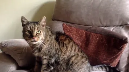 A murit cea mai bătrână pisică din lume. Aceasta a ajuns la o vârstă impresionantă