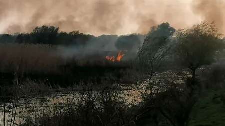 Incendiu puternic în Delta Dunării. O suprafață mare de stufăriș a luat foc | FOTO, VIDEO