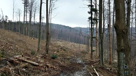 Semnal de ALARMĂ: Vor fi tăiate PĂDURI SECULARE din Parcul Național Semenic! Replica Romsilva: Totul este legal
