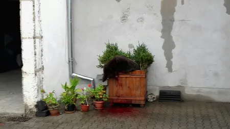 Marian Godină, revoltat de uciderea puiului de urs din Sibiu: „A fost executat, domnule prefect, nu imobilizat!