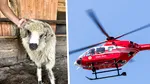 Femeie de 82 de ani, în comă după ce a fost lovită de un berbec în propria gospodărie