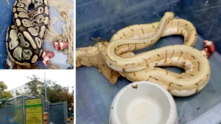 Un bărbat din Oradea a găsit trei pitoni în tomberonul din fața blocului. Ce a făcut orădeanul când a văzut reptilele