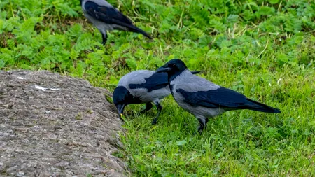 Proiect controversat în Suedia. Ciorile, antrenate să strângă mucuri de ȚIGARĂ în schimbul hranei: „Nu putem educa oamenii”