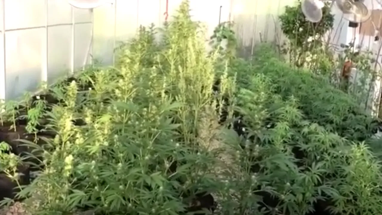 VIDEO. Ce au găsit polițiștii în curtea unui ilfovean bănuit că făcea trafic cu droguri de risc