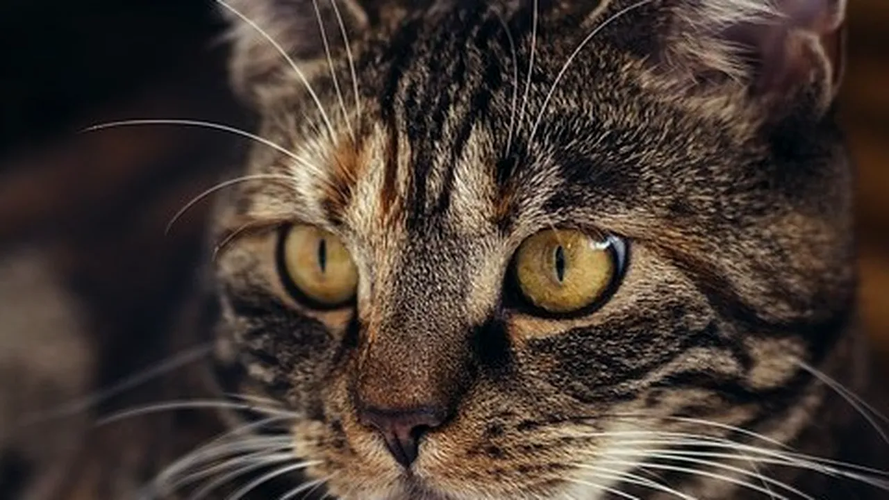 Pisicile sunt mai deștepte decât ne-am fi așteptat. Un nou studiu are rezultate SURPRINZĂTOARE