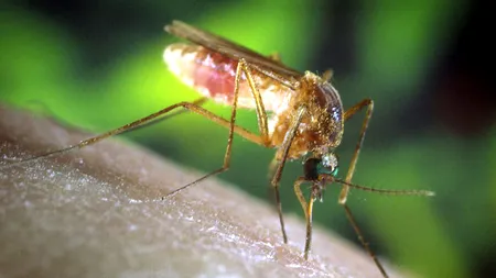 6 decese cauzate de virusul West Nile în România. Cum ne putem feri de meningita cauzată de mușcătura de țânțar