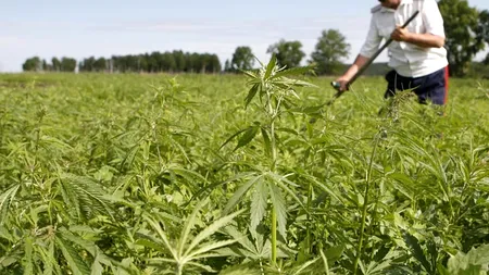 Captură RECORD de cannabis într-un sat din România. Câte tone au descoperit procurorii DIICOT 
