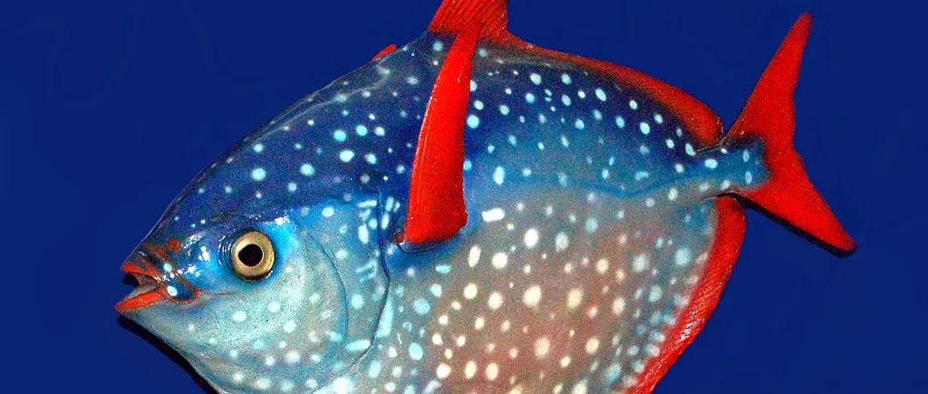 A fost descoperit un pește unic în lume