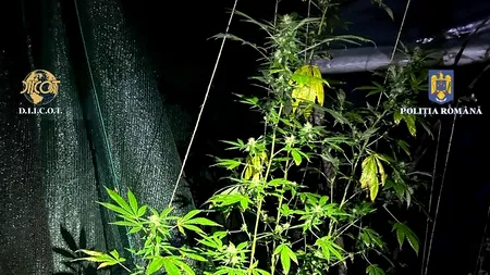Mega-cultură de canabis depistată de o anchetă DIICOT. Doi clujeni o creșteau pe câmp, acasă deținând cantități uriașe de plante