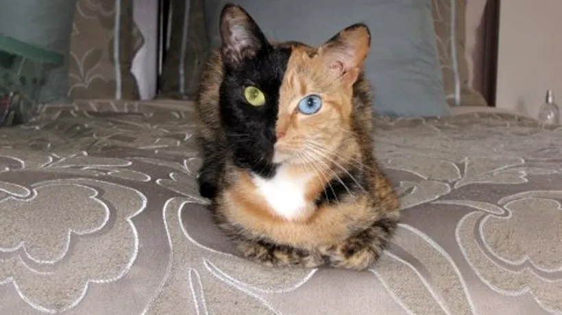 O pisică face senzație pe internet. Zeci de mii de oameni i-au dat like pe Facebook