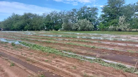 Pepenii din Dăbuleni, loviți de grindină și ploi torențiale