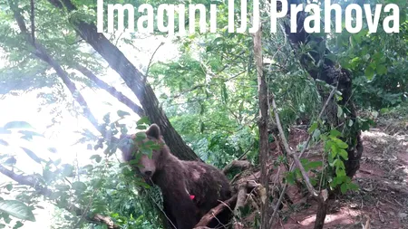 11 urși au fost văzuți în localități din Prahova, în ultima săptămână - VIDEO