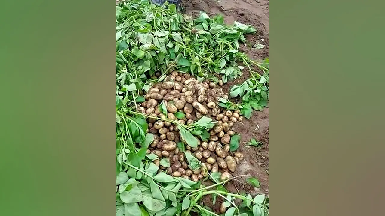 Cu cât se vinde un kilogram de cartofi noi în piețele din București. Prețul e HALUCINANT