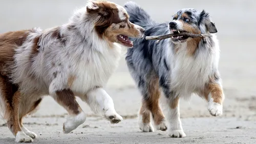 Câinii fără stăpân din Galați vor fi ANTRENAȚI pentru a deveni câini de terapie