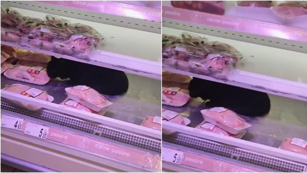 VIDEO ȘOCANT! O pisică a fost filmată într-un raft frigorific cu carne, într-un supermarket din București