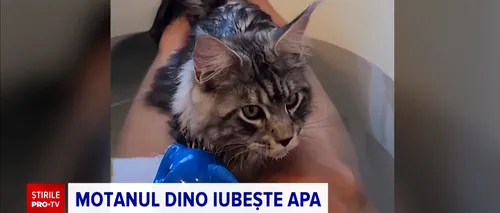 MOTANUL care adoră să se joace în cada plină cu apă. Felina a devenit vedetă pe internet