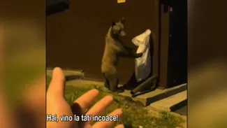 Un turist din Poiana Brasov și-a RISCAT viața pentru vizualizări pe TikTok, filmându-se în timp ce încerca să mângâie un urs