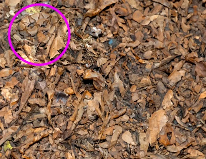 Rezolvarea testului | Găsiți șarpele ascuns în această imagine! Doar 10% reușesc