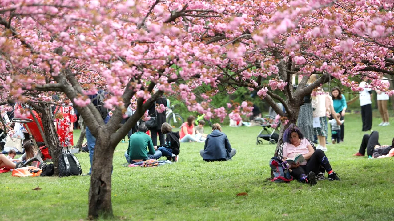 GALERIE FOTO | Imagini superbe surprinse în Herăstrău, unde au înflorit cireșii din Grădina Japoneză