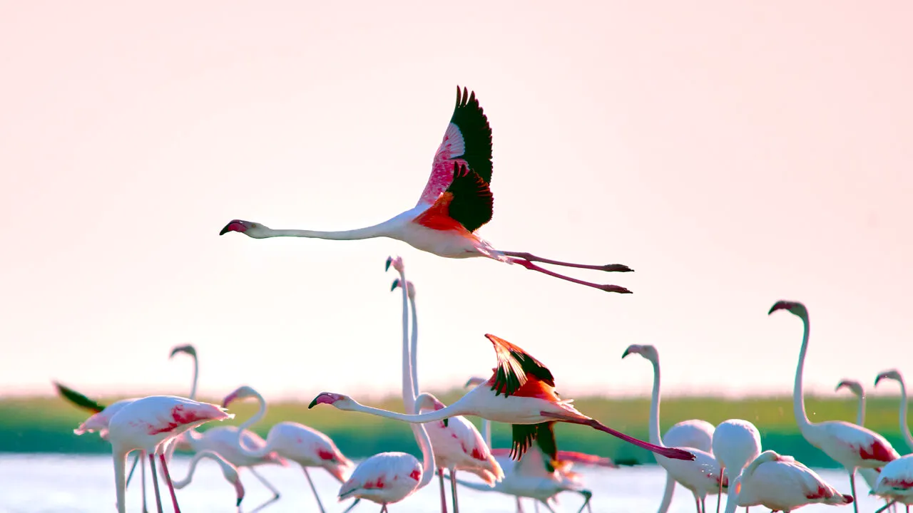 Imagini de COLECȚIE în Delta Dunării! Peisajul de poveste în care au poposit sute de păsări FLAMINGO / Ce ne sfătuiesc specialiștii