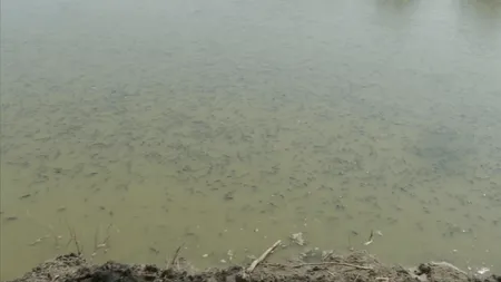Mii de pești, găsiți morți într-o baltă din apropierea orașului Galați. Care este cauza - FOTO