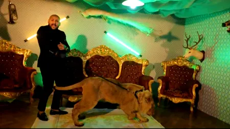 EXCLUSIV. Unde ar putea fi leul lui Dani Mocanu și cum a reușit manelistul să filmeze cu un animal atât de feroce: „Am suspiciunea că a fost injectat pentru a fi calm. Un leu nu se poartă așa”