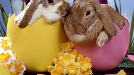 Povestea iepurașului de Paște. De unde vine această tradiție