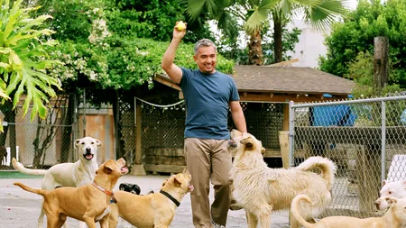 Câinele este agresiv. Cine e de vină: animalul sau stăpânul? 