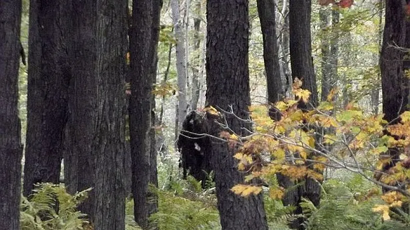 Un american susține că a fotografiat două creaturi Bigfoot