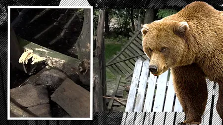 Un urs a făcut prăpăd în mai multe gospodării din Argeș, iar oamenii sunt îngroziți (VIDEO)